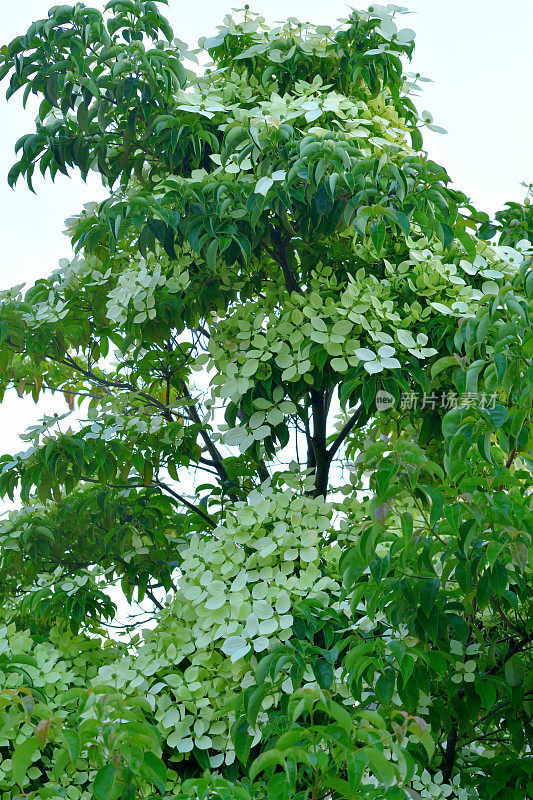 山茱萸/日本山茱萸:美丽的开花植物